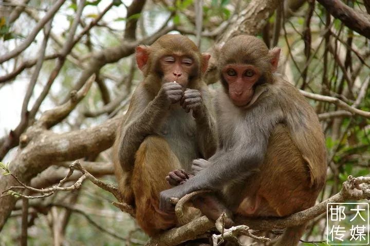 独家猛料!邯郸佛山野生动物园逆天了,提前探营带你先