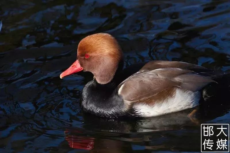 独家猛料!邯郸佛山野生动物园逆天了,提前探营带你先