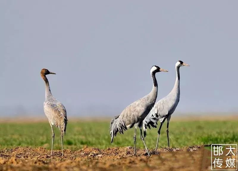 独家猛料!邯郸佛山野生动物园逆天了,提前探营带你先
