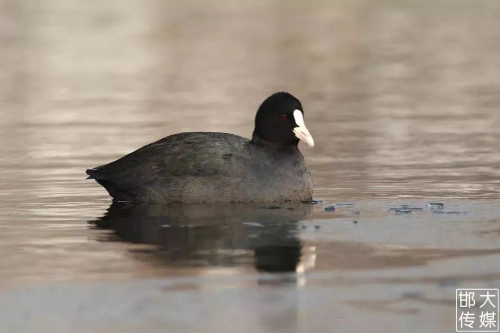 独家猛料!邯郸佛山野生动物园逆天了,提前探营带你先