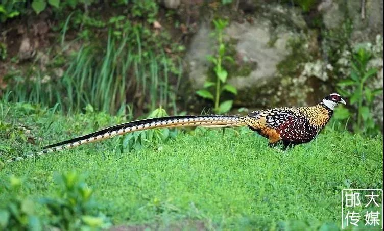 独家猛料!邯郸佛山野生动物园逆天了,提前探营带你先