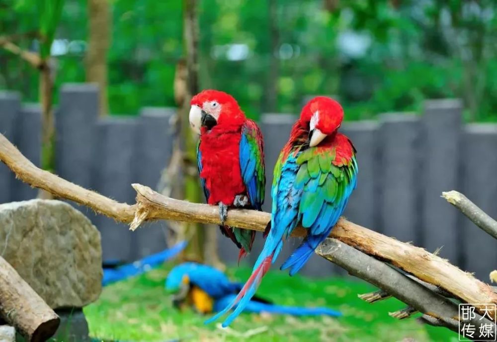 独家猛料!邯郸佛山野生动物园逆天了,提前探营带你先