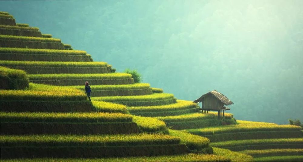 芒种,五月节. 是二十四节气中的第九个节气.