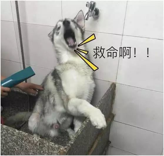 主人接电话忘记正在洗澡的金毛,十分钟后主人