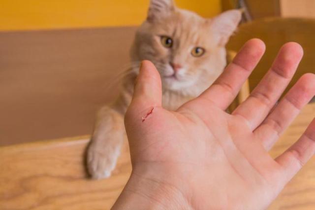 被猫咬伤后的感染和猫抓病症状,以及你懂怎么处理伤口吗?