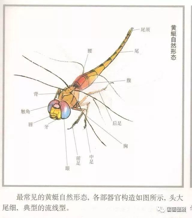 书画鉴赏丨蜻蜓的各种画法