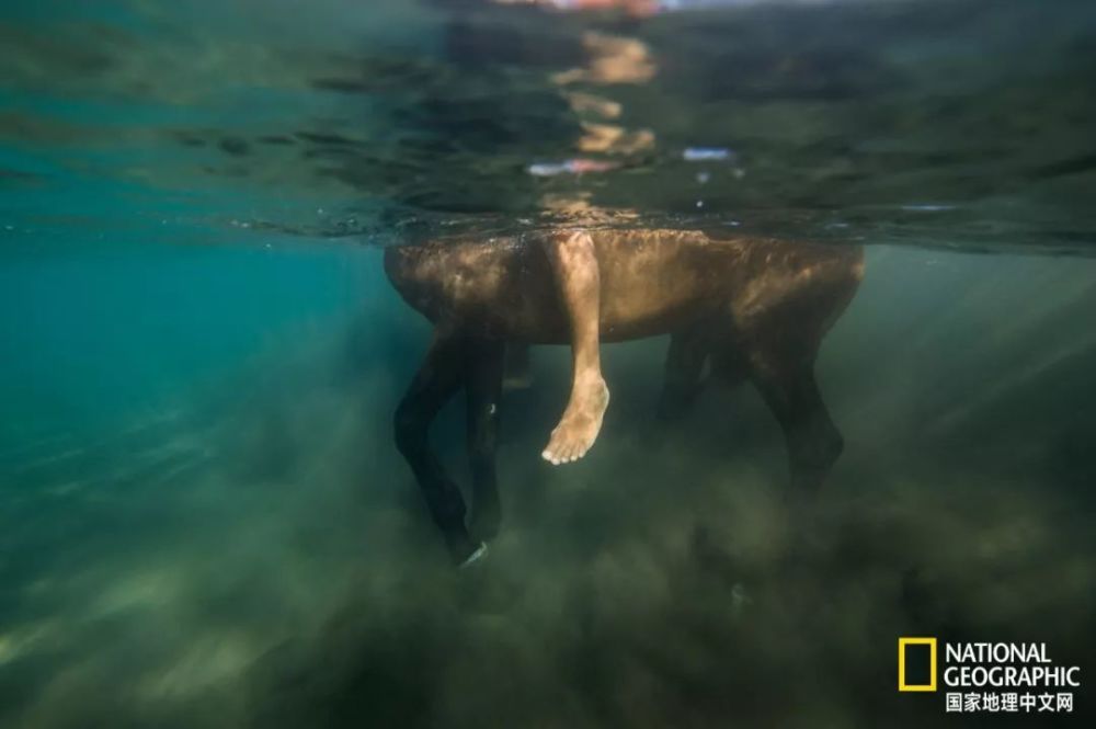 套马的汉子你威武雄壮:马匹拓宽岛民活动范围