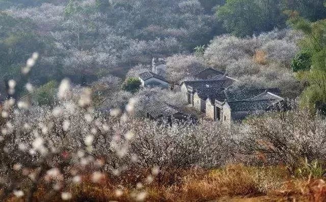 醉美梅景·美丽乡村·万亩房家梅海欢迎您