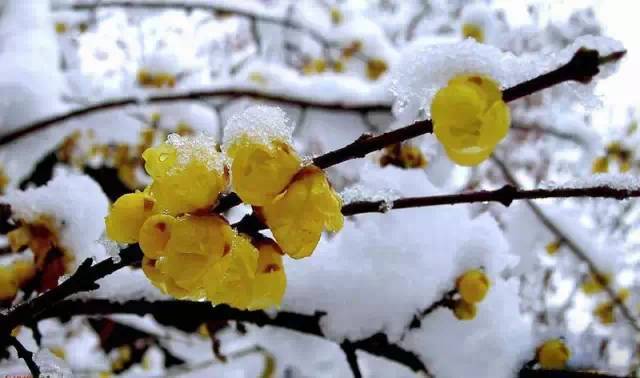 西安雪景合集,终于找齐了