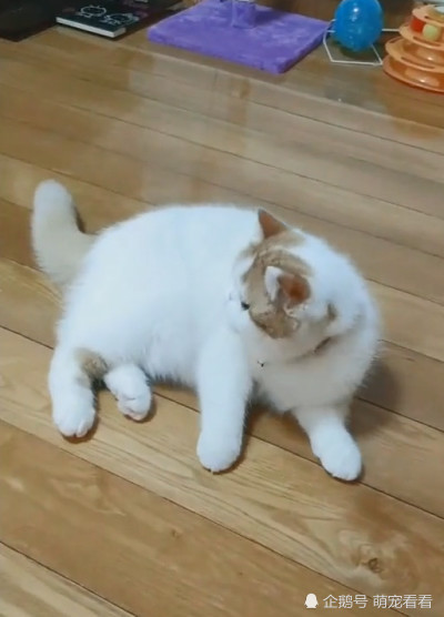主人怕猫咪孤单,就买了只萌货给猫咪作伴,下一秒愣了