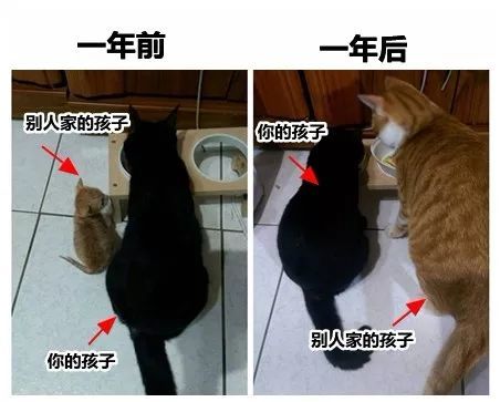 不好好吃饭,长得慢?这7大绝招,最快1周,让宝宝