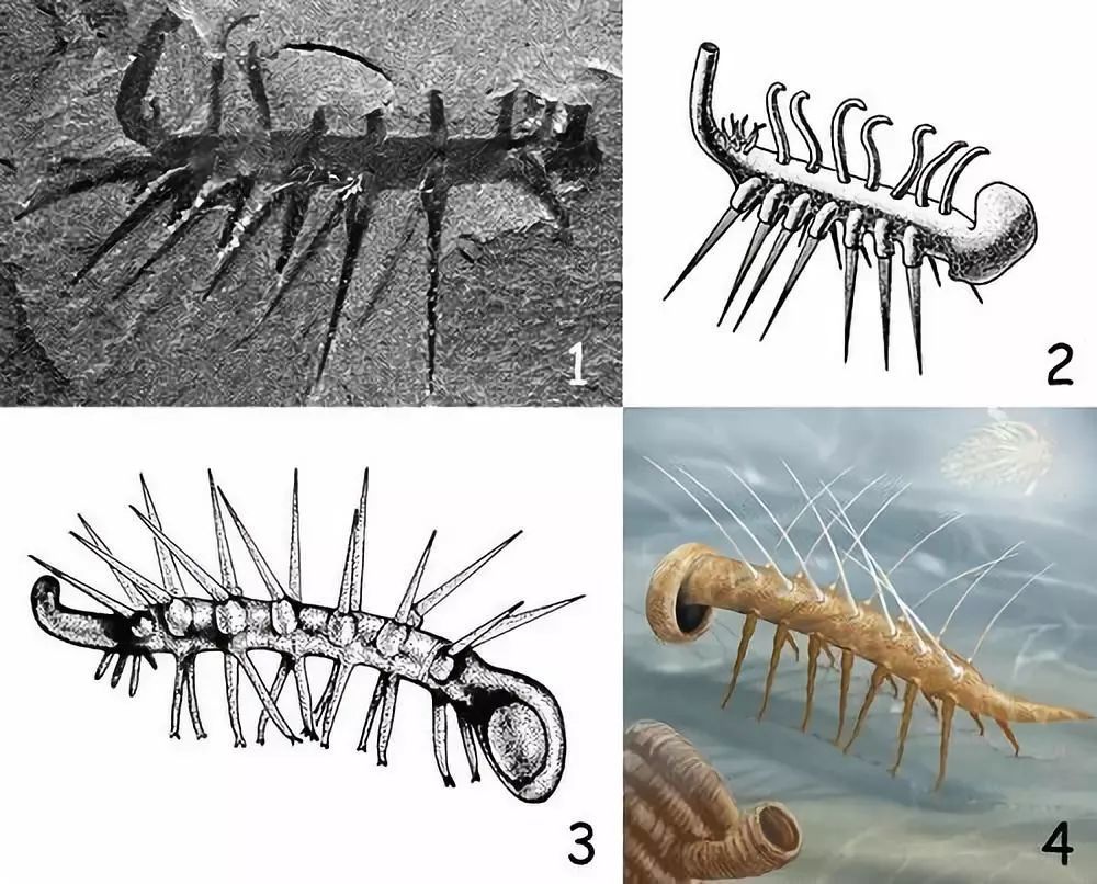 长相奇异的怪诞虫:人类花73年才分清正反面,头和尾都