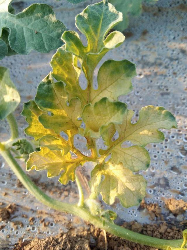 药害、肥害、缺素都会黄叶卷叶，用这几种方法就能分清了