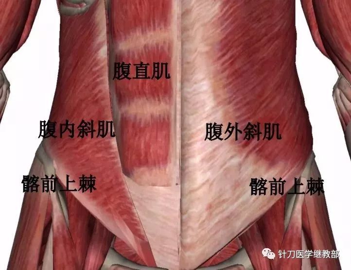 腹外斜肌收缩时躯体转向对侧,腹内斜肌收缩时躯体转向同侧,比如躯体向