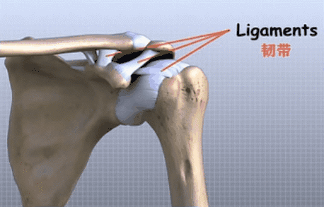 由锥状韧带和三角韧带组成,喙锁关节对于肩关节的稳定具有十分重要的