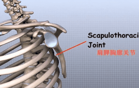骨科基础:上臂局部解剖|关节|肩关节|上肢