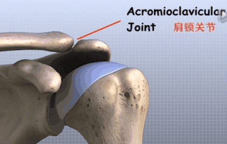 0m▼1) 盂肱关节(glenohumeral joint, gh):盂肱关节是由两个主要的