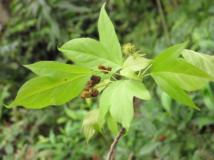 它是国家二级保护植物,不仅木材好,用它泡酒对风湿疼痛有特效