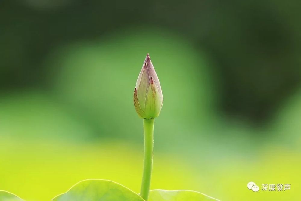 曾子曰:慎终追远,民德归厚矣