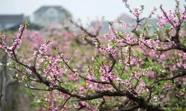 二胡江河水简谱曲谱