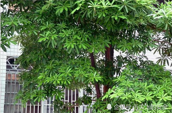 这棵树的果实是天然"面条,汁液有剧毒,却是旧时农村的救命粮