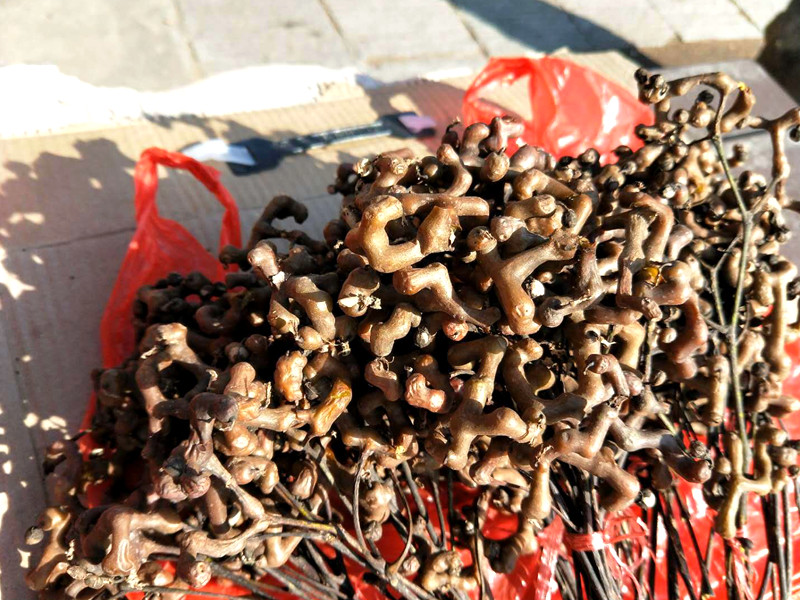 人称"万寿果",农村这种植物价值比较大,泡酒是一绝