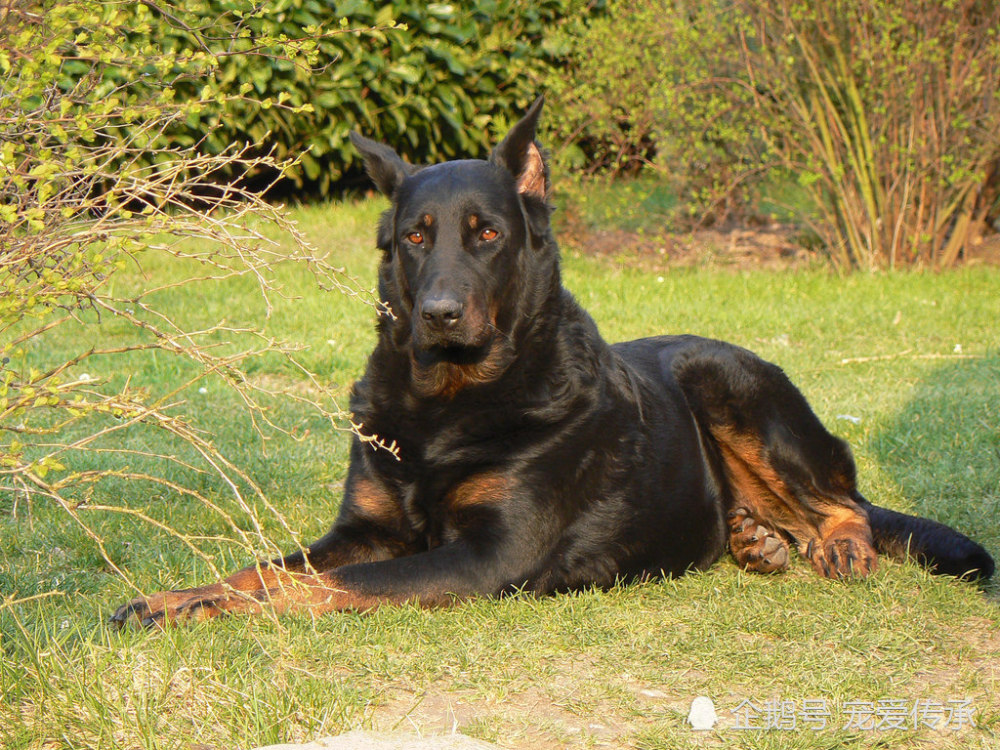 它是德牧与杜宾犬的混合体,对于火药极其敏感,欧洲探雷专用犬