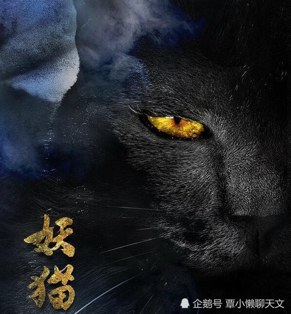 猫真的有九条命吗?科学家用猫咪做了实验,结果