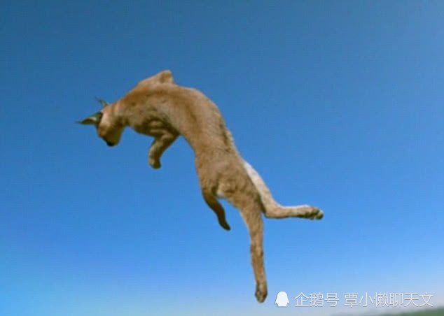 猫真的有九条命吗?科学家用猫咪做了实验,结果