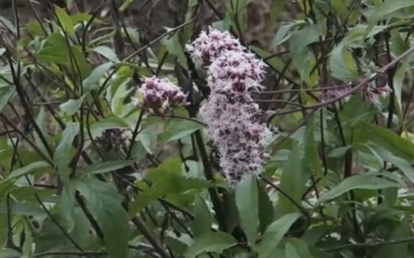 农村这种野草人称"强盗药"祛湿比贴止湿膏还有效,城里人不认识