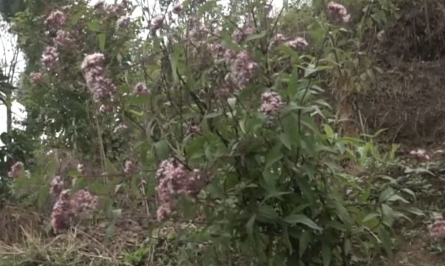 农村这种野草人称"强盗药"祛湿比贴止湿膏还有效,城里