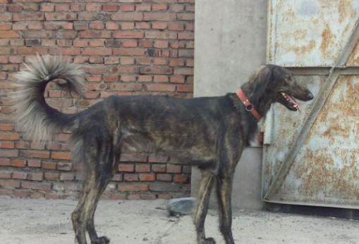 在农村有种土狗看家狩猎样样精通,哮天犬就是这个品种