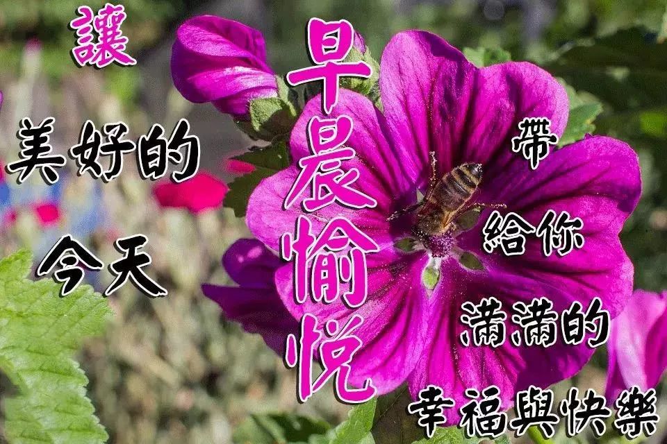 2021早上好祝福语表情图片带字,2021最新早安免打字祝福表情图片精选