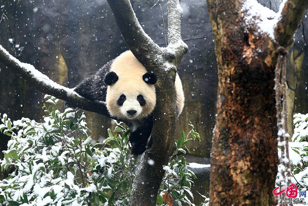 玩疯了!成都大熊猫雪地玩吊床爬树摆造型创可爱新高度