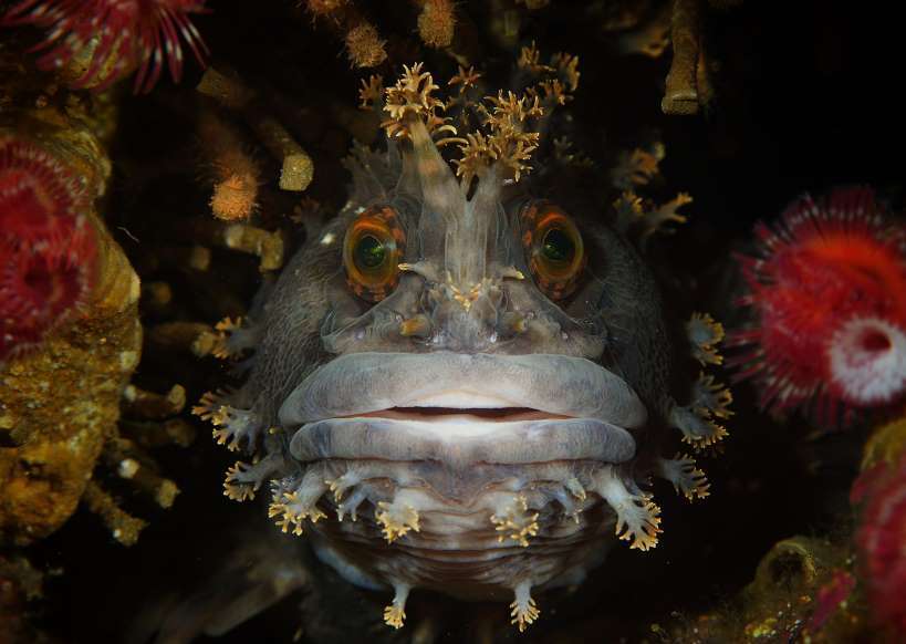 世界奇特海洋生物水下摄影比赛:你见过几个?