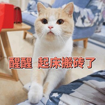 表情包:猫咪喊起床表情包