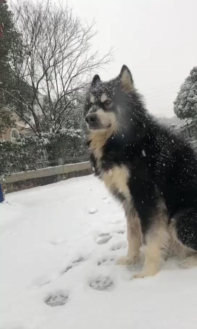 阿拉斯加雪地走秀,眼神突显霸气,网友:血脉觉醒了!