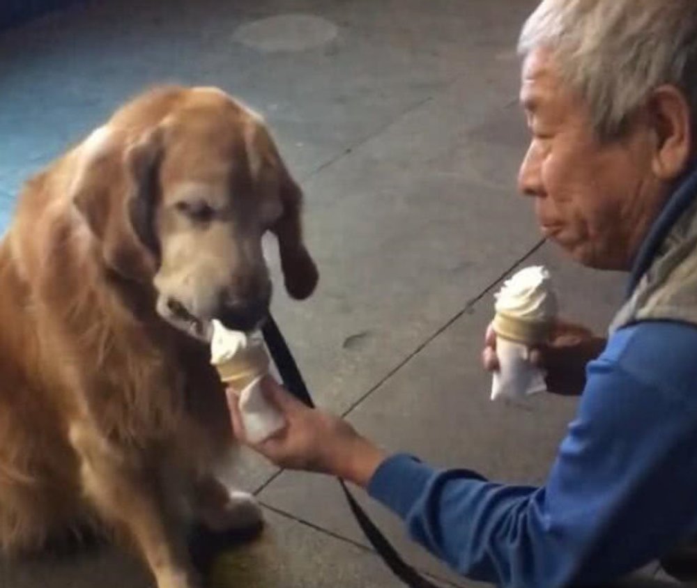 老爷爷带金毛吃冰淇淋，金毛老了肠胃不好，老爷爷的做法太暖心