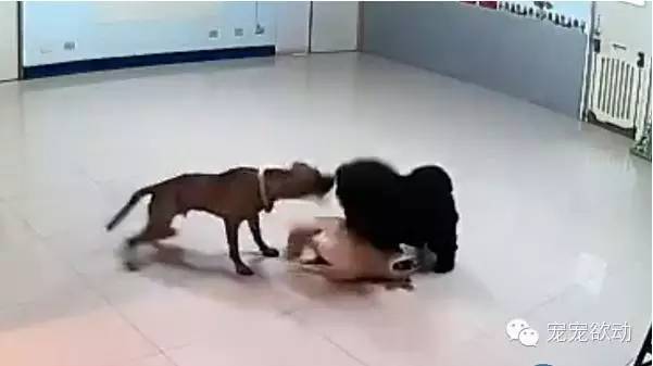 黄狗癫痫吓到松狮遭攻击,这只胆小米克斯竟然