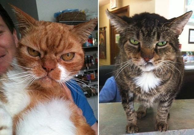 猫咪凶神恶煞的表情,好似黑道大哥,看完后我蹦不住了
