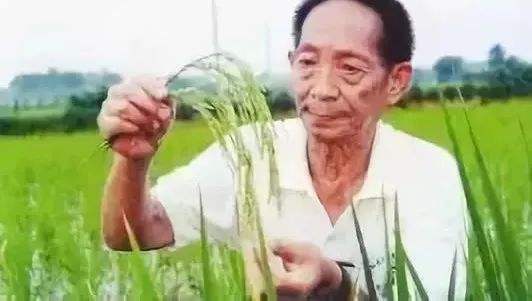 袁隆平如此伟大,为何总是落选中科院院士?