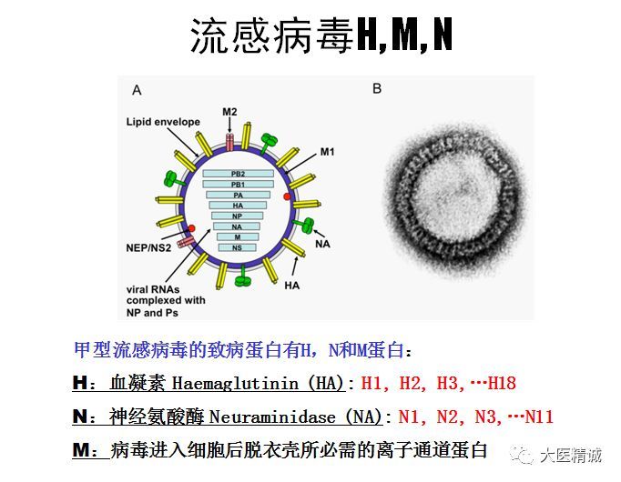 又是一年流感季,这流感病毒为何如此难缠?