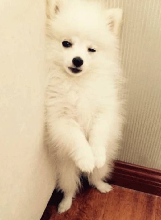 养狗对身体不好,尤其是对心脑血管和精神方面