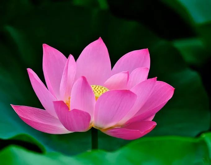 这些藏在古诗词里的化学现象,你知道几个?