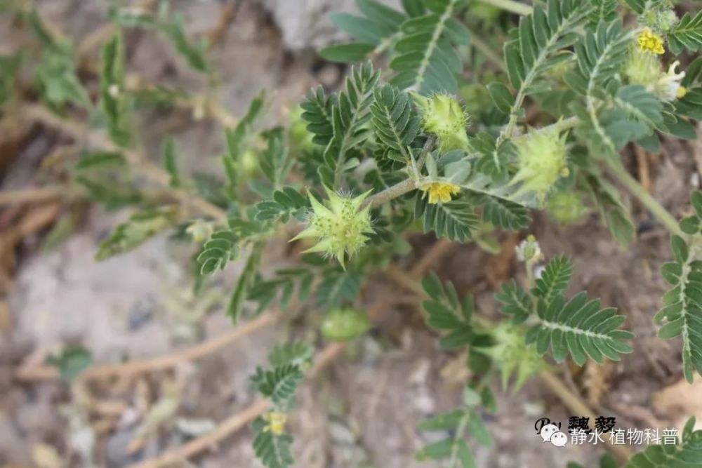 蒺藜科蒺藜属蒺藜,这种植物名字拗口,作用不小