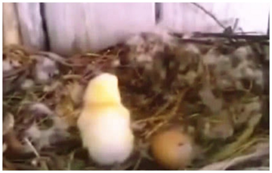 老鹰孵了几个月的蛋,终于小鹰要破壳了,但是怎么看都