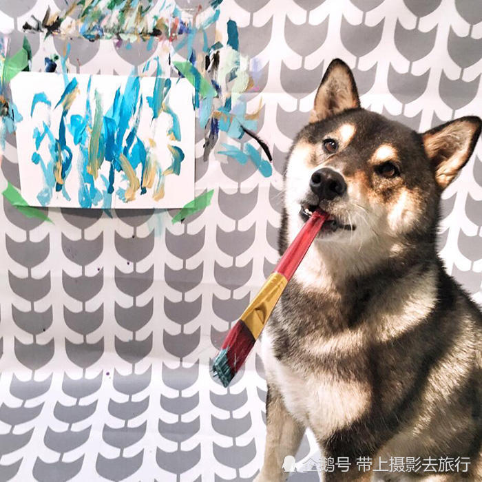 这只柴犬用嘴刁笔创作成畅销画家,网友:为何我家的狗是只猪