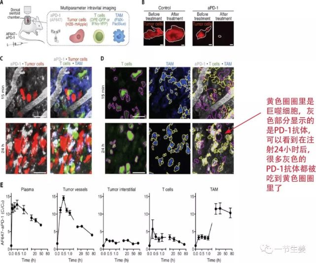 去年就有一个研究[2],直接用荧光显微镜把巨噬细胞吞噬pd-1抗体的吃相