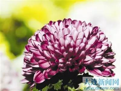 玩<em>遍大连</em>┃各个景点向你敞开大门, 让你不出大