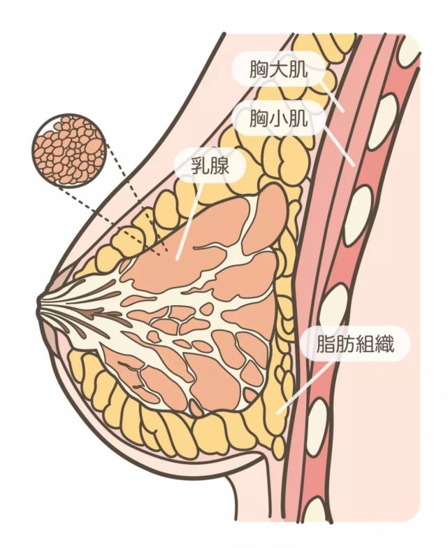 胸部一大一小是怎么回事?如何让胸变得一样大?